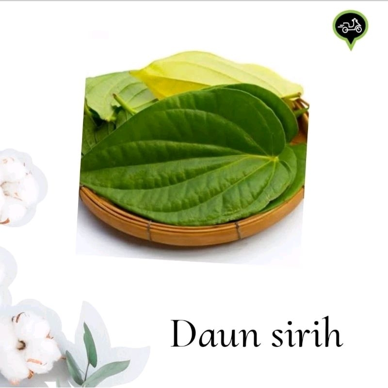 

Daun sirih