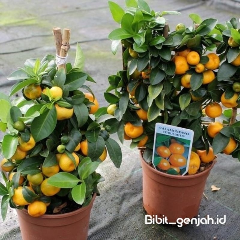 

Jeruk Mandarin kondisi berbuah super unggul berbuah lebat live.