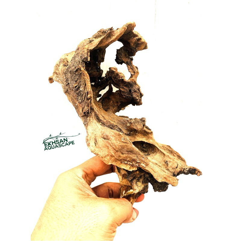 KAYU RENTEK AQUASCAPE KAYU ALAM BONUS MOSS