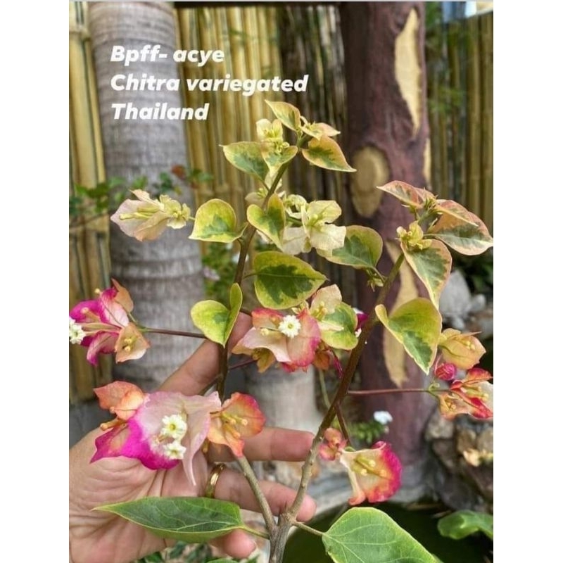 Bougenville citra Thailand