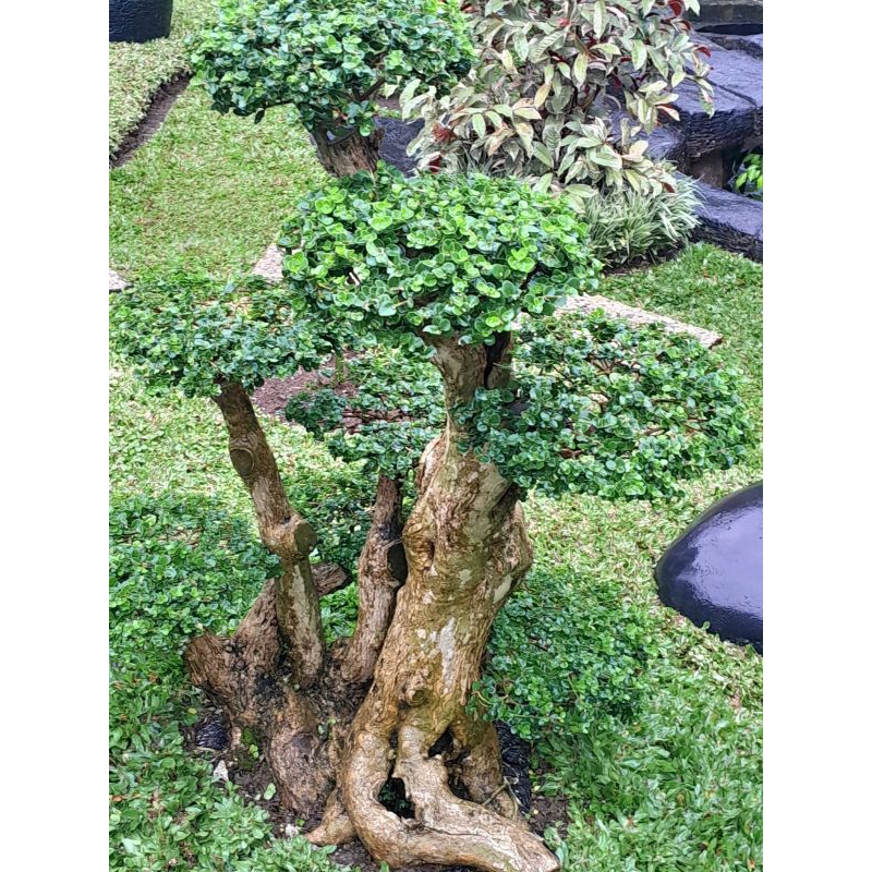 Sancang bonsai wahong Sancang sudah jadi