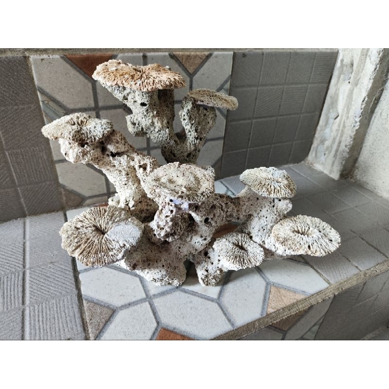 Batu karang rangkai panjang 30cm Rikwesan Batu karang batu akuarium