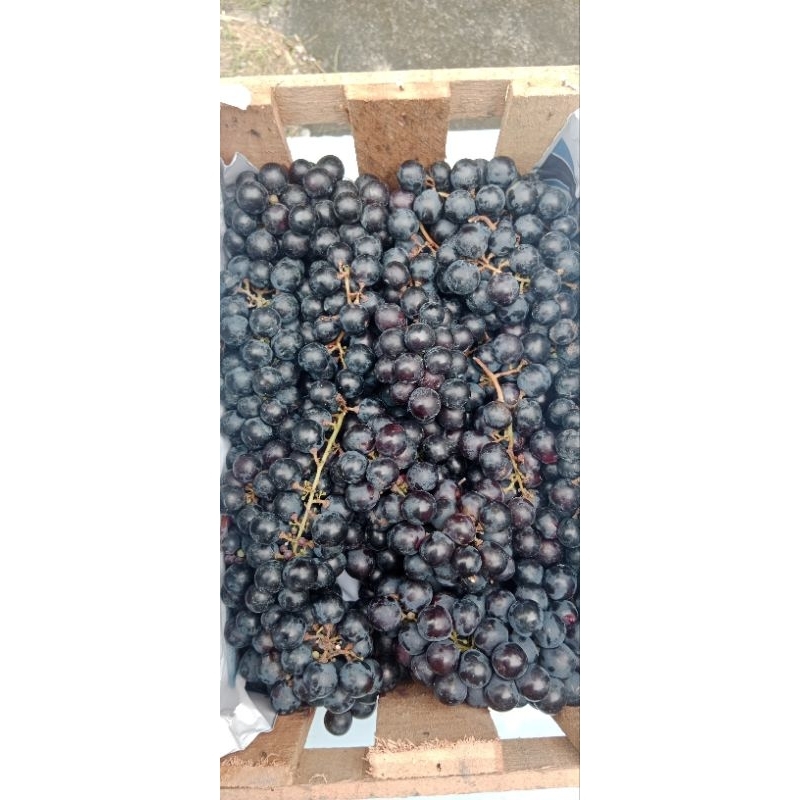 Anggur Hitam Bali 1 kg