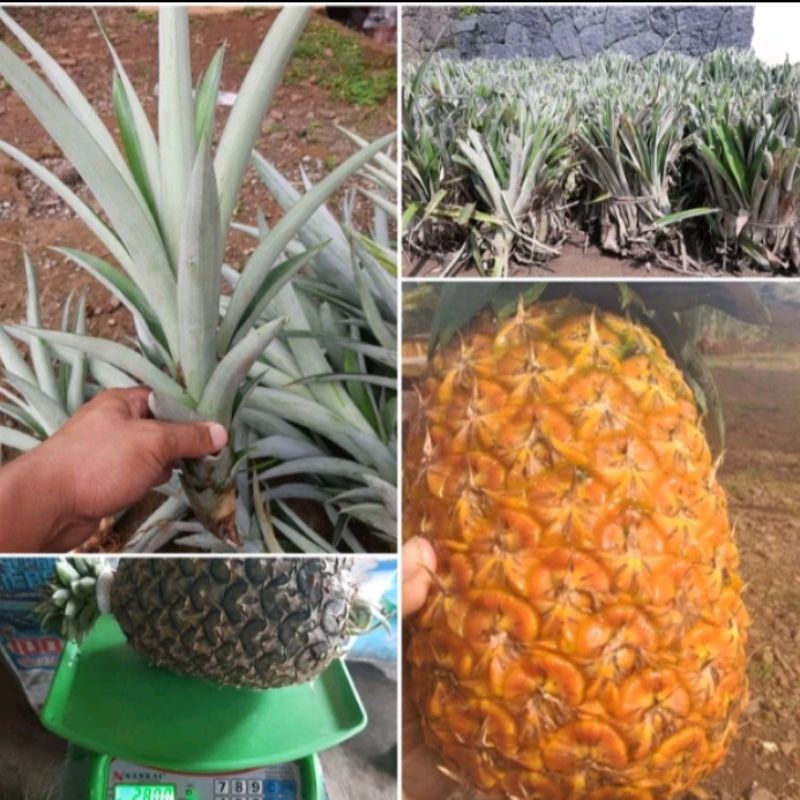 PAKET 100 BIBIT NANAS MADU TERLALRIS TERMANIS JUMBO  NANAS SUBANG ASLI