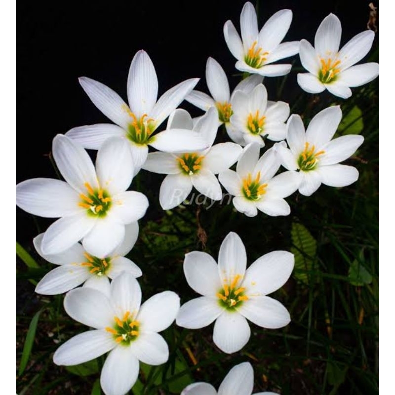 Lily Rain Putih white Lily Rain