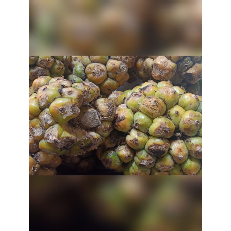 

asam cikala,asam patikala,cekala 250gr