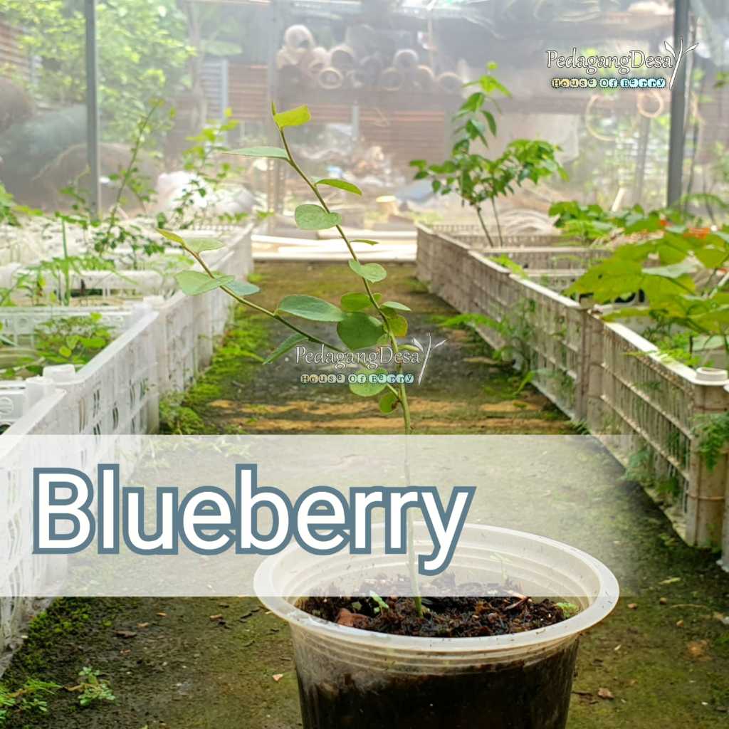 Bibit Blueberry AUSTRALIA JUMBO Import Original | Dataran Rendah / Tinggi | Bibit Blue berry Import 
