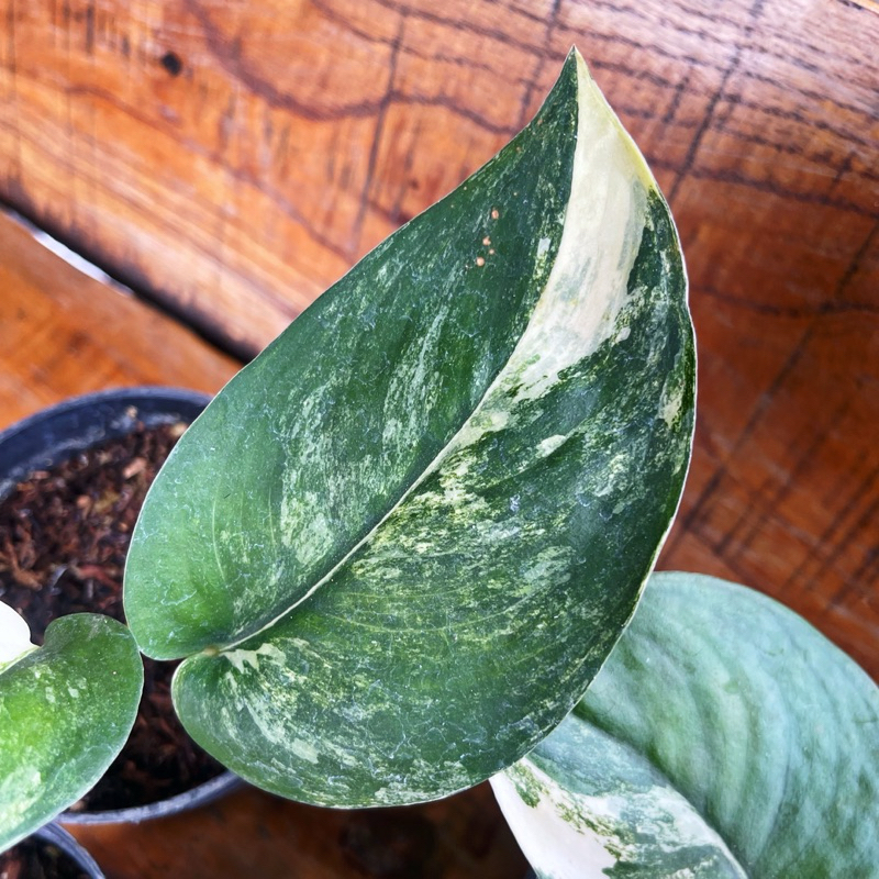 Scindapsus Jade Satin Variegata Jadesatin Varigata