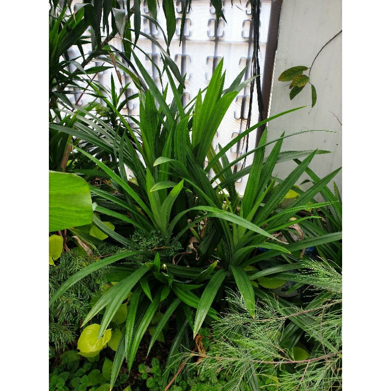 

Daun Pandan