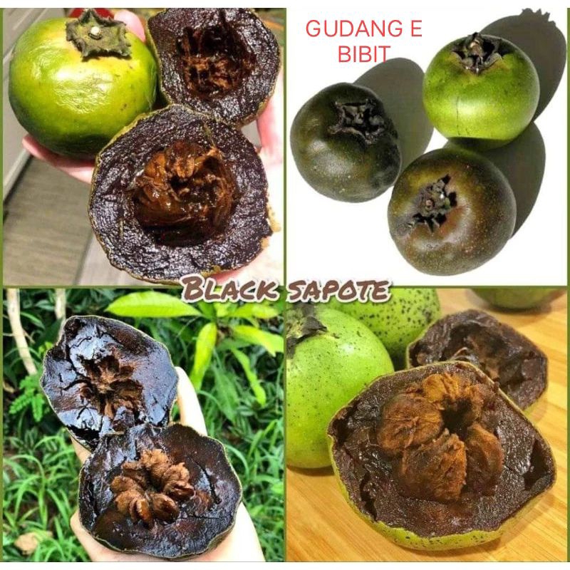 Bibit Buah Sawo Hitam Black Sapote