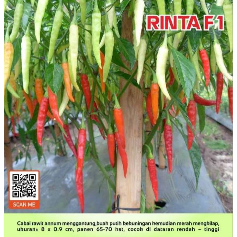 100 Biji Cabe RINTA | Cabai rawit annuum hibrida | Benih Cabai Rawit