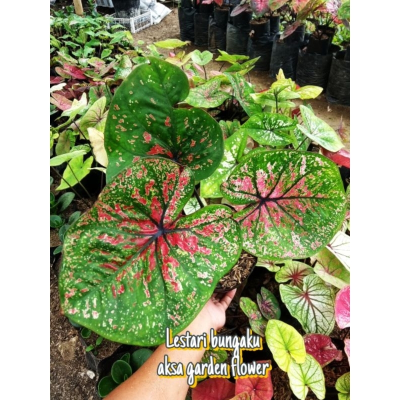 Tanaman hias caladium keladi hybrid HA02 keladi new hybrid