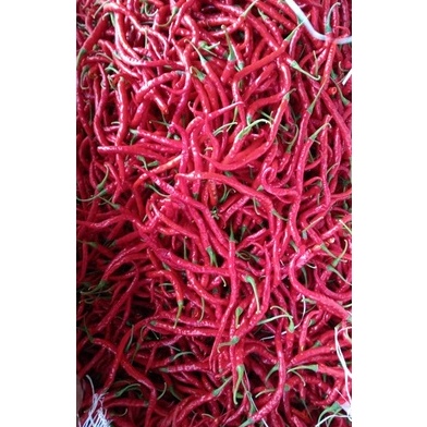 

Cabe Cabai KRITING MERAH Segar KG