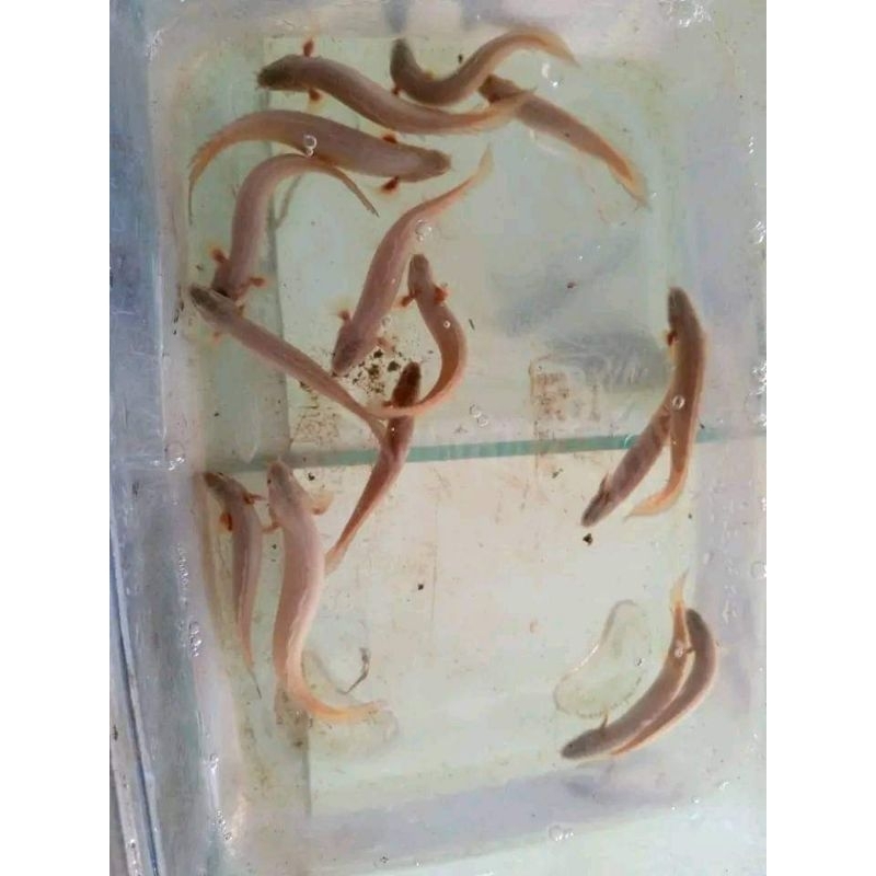 hiasan palmas senegalus