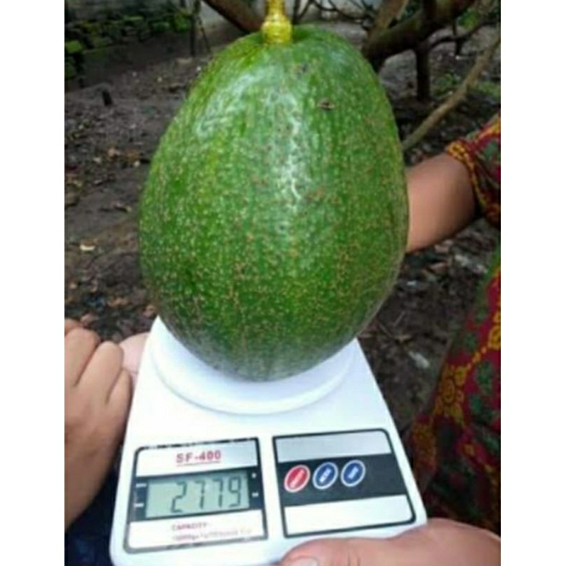 

2kg buah alpukat Markus sultan(super jumbo)