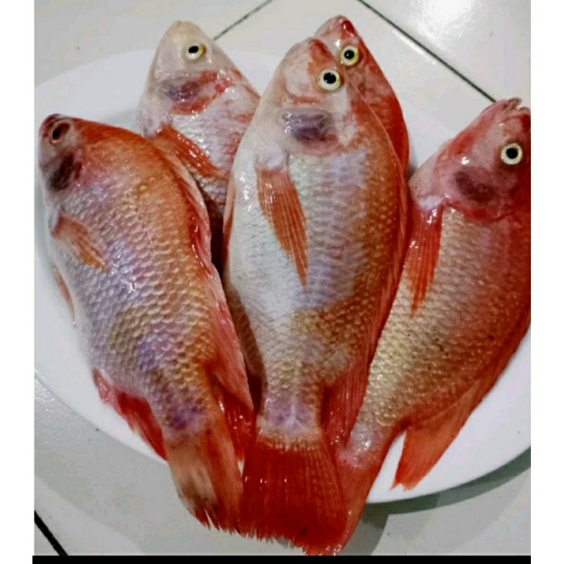 

nila merah fresh 1kg langsung dari kolam sendiri