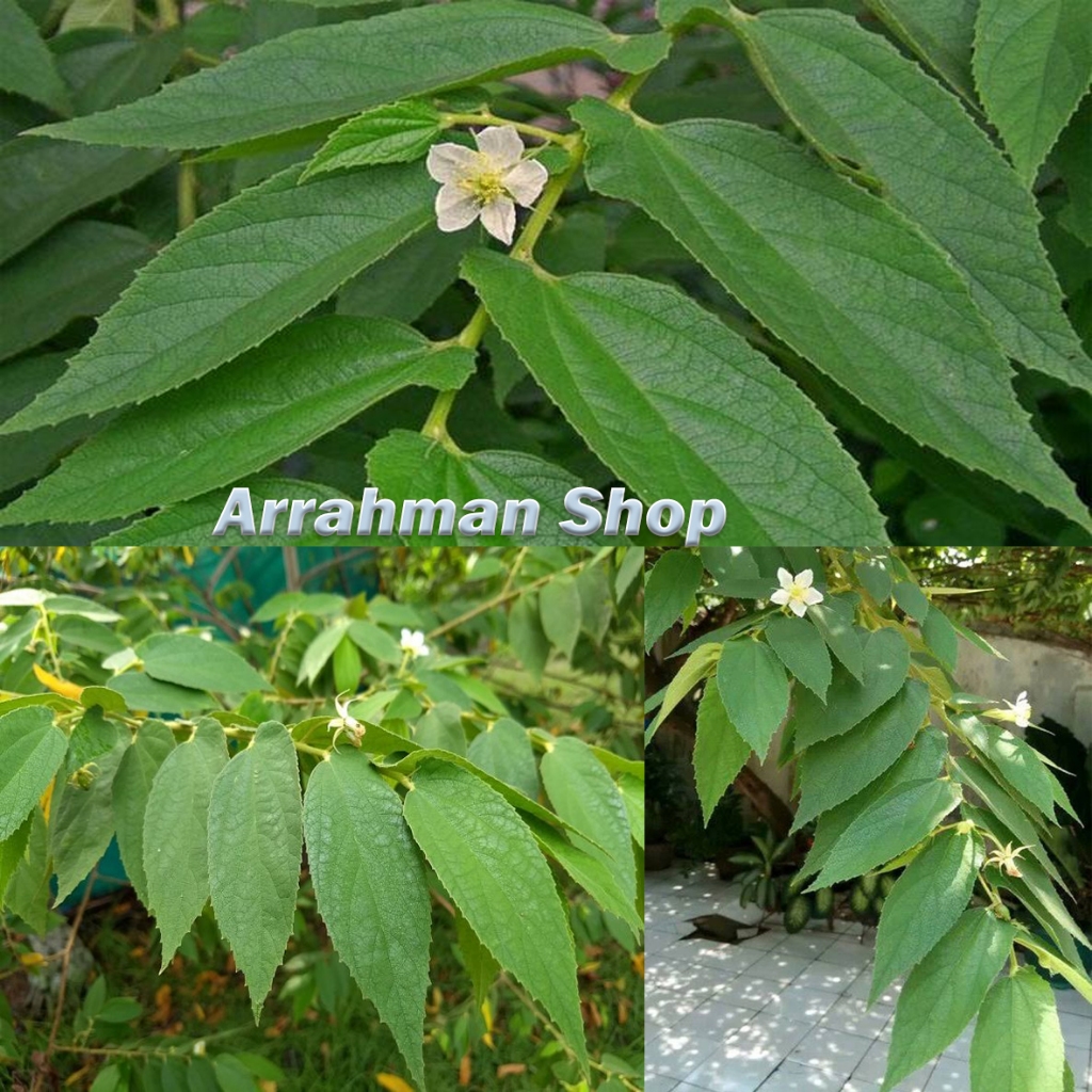 

Daun Kersen - Daun Kersen Talok ceri - daun talok herbal baru petik
