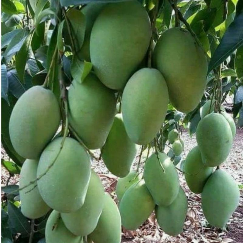 Bibit mangga harum manis siap berbunga hasil okulasi dengan siap berbuah cocok di tanam di pot
