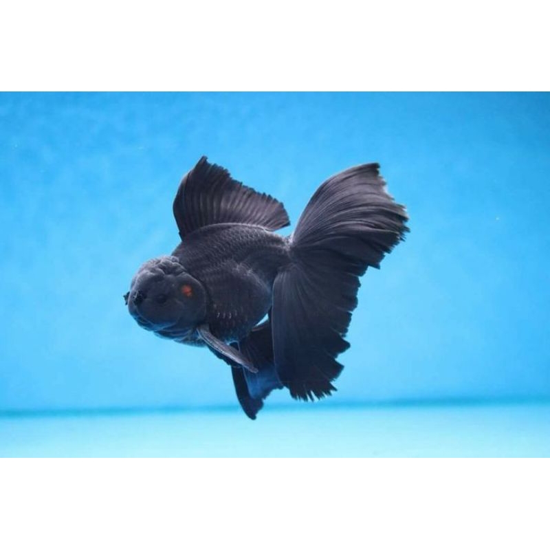 ikan koki oranda black rosetail 12-14cm jumbo harga petani