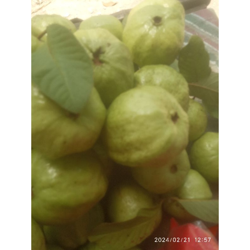 

jambu kristal Bojonegoro