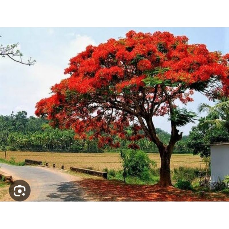 Pohon bibit Flamboyan