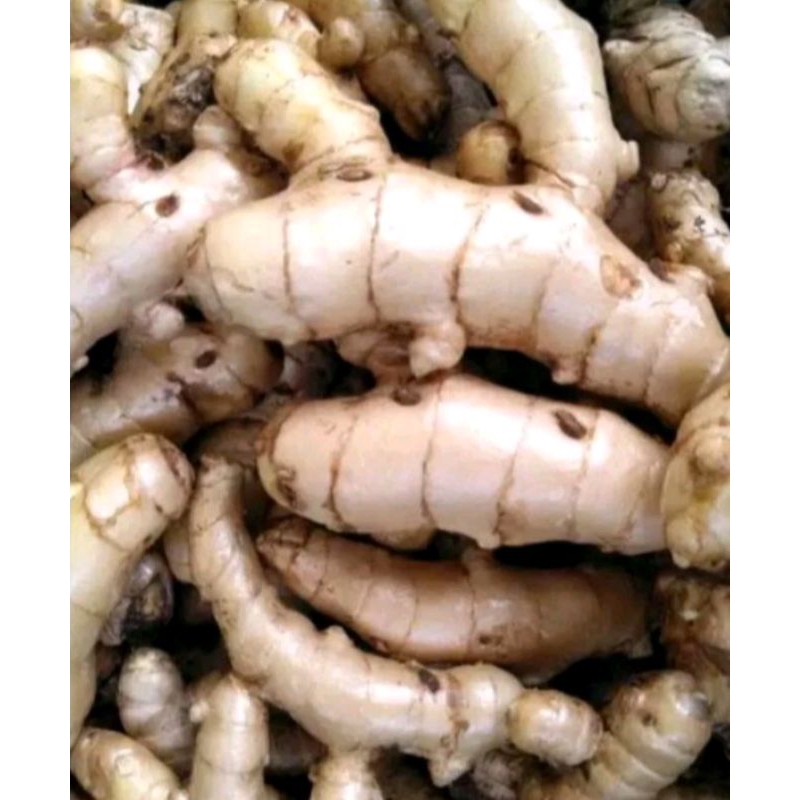 

KUNYIT PUTIH SUPER BERMANFAAT 1KG BERIHH