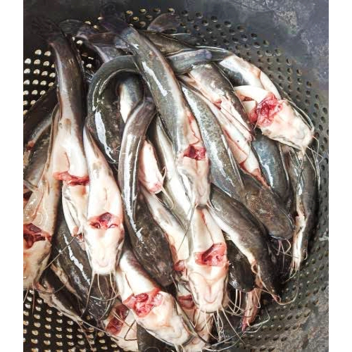 

Ikan lele segar 500 gram