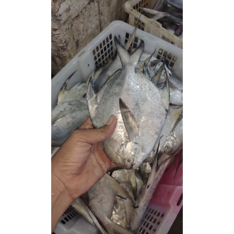 

bawal putih 280/300 gram 4500 premium