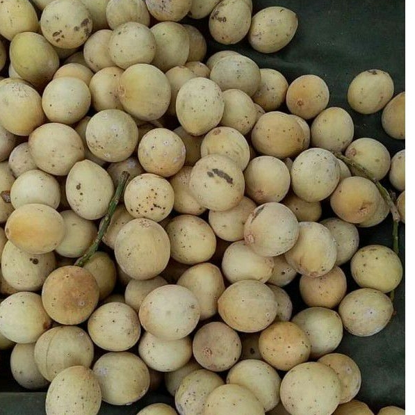 

Buah dukuh palembang 500gr KIRIM INSTANT