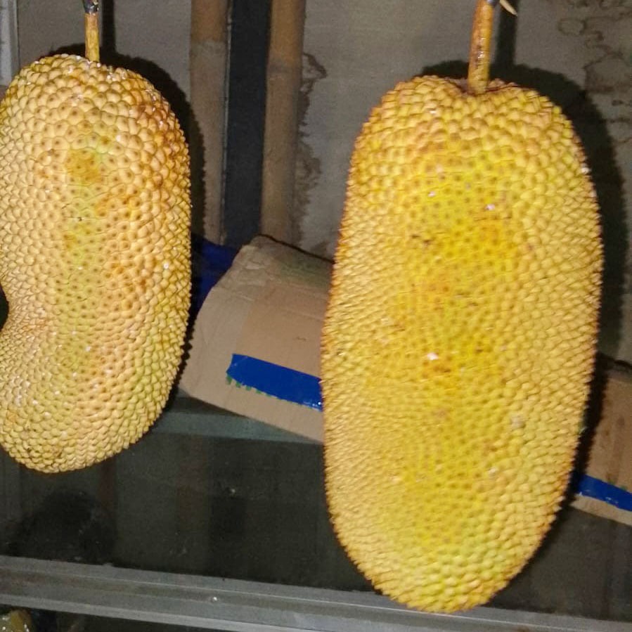 

Buah Cempedak/Nangka Campedak/Nangka Cempedak/Tiwadak Fresh Manis