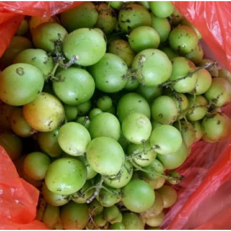 

Gandaria 500 gram buah langka buah musiman buah biji ungu