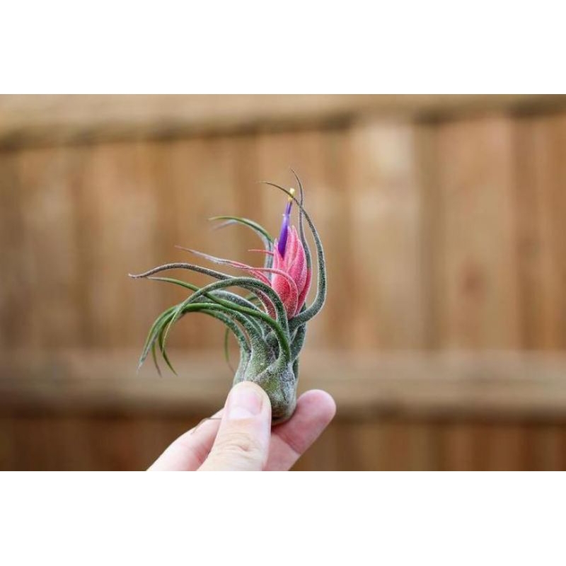 tanaman hias tillandsia pruinosa anakan