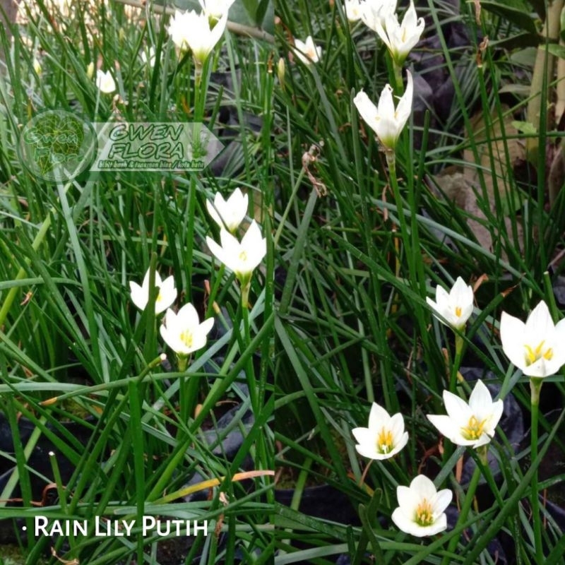 Tanaman Hias Rain Lily Putih