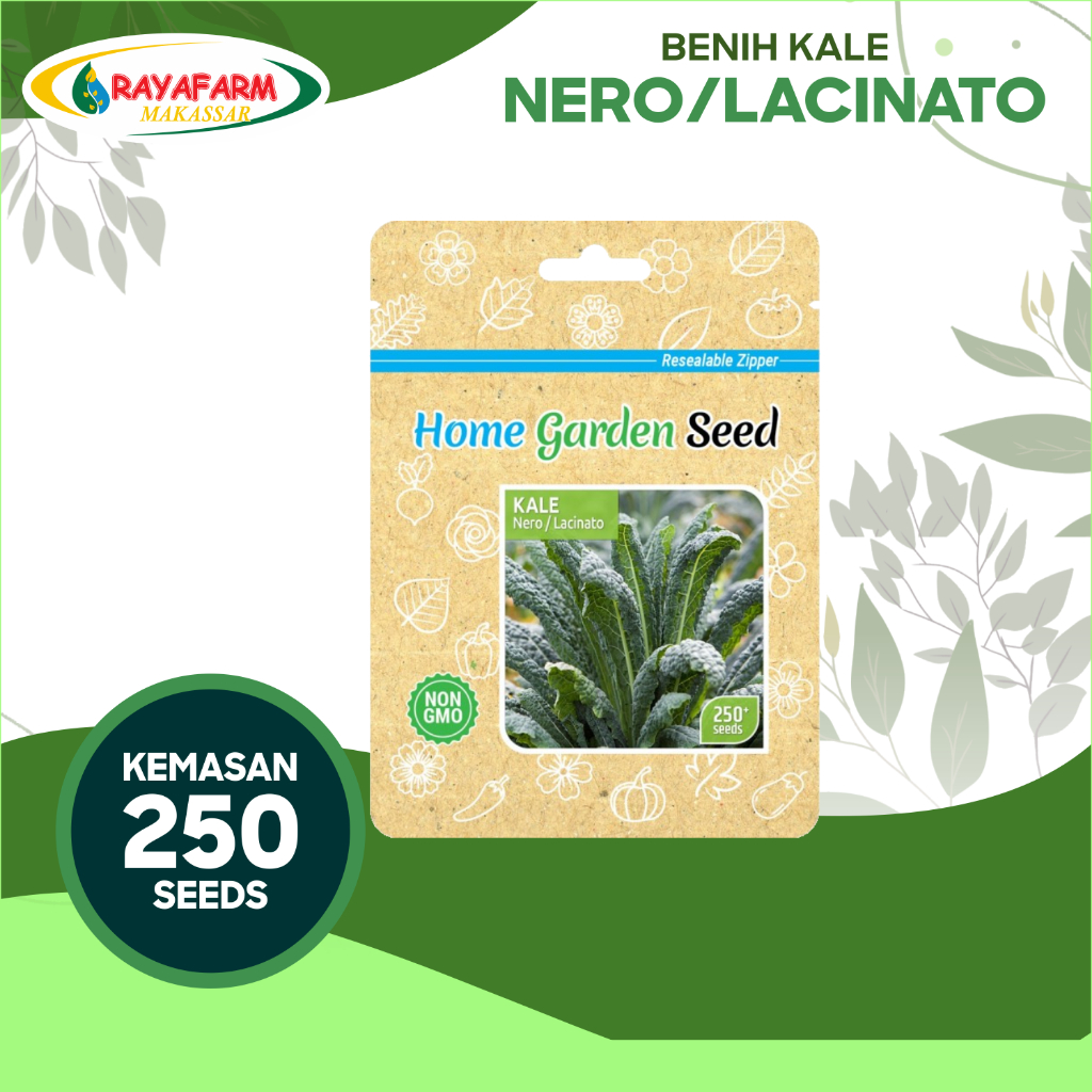 BENIH BIBIT KALE NERO/LACINATO 250 SEEDS