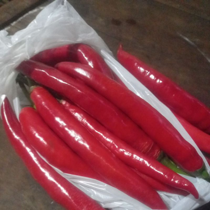 

cabe besar