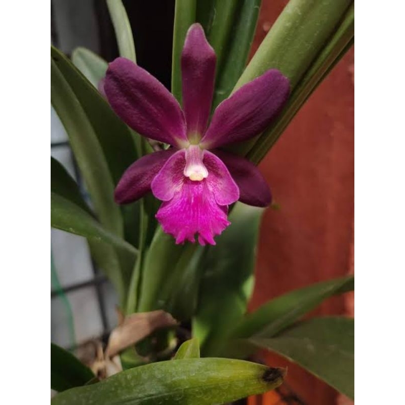 CATTLEYA | ANGGREK CATTLEYA DEWASA GUANRICYLIA YUCATAN