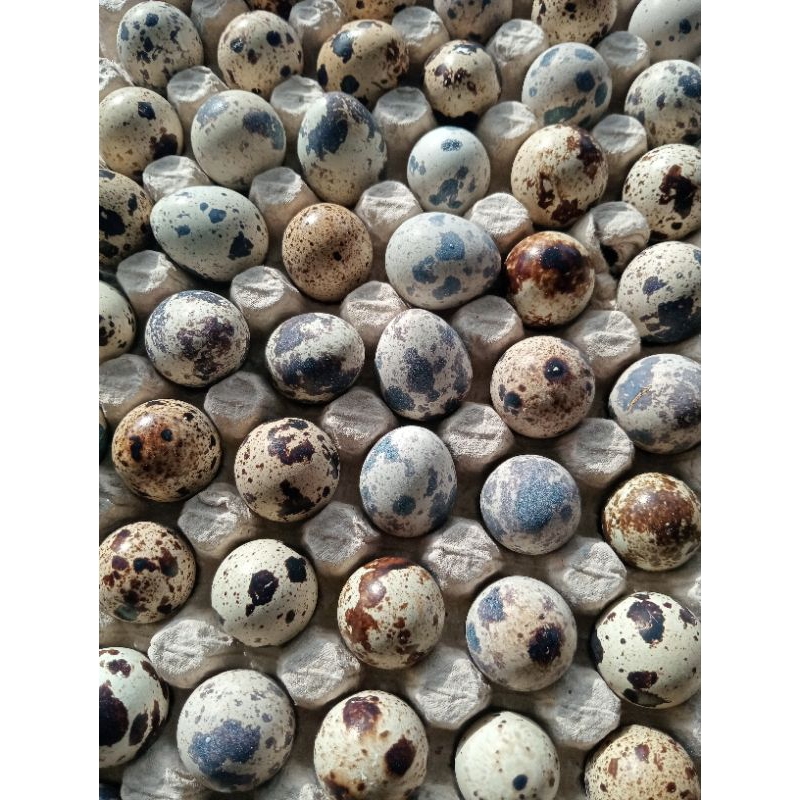 Umpan Tabung Puyuh ( Tapuy ) Umpan Galatama lele