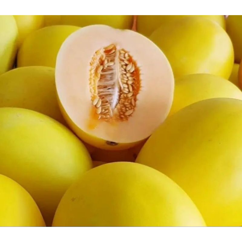 

Melon Golden 1 Pcs