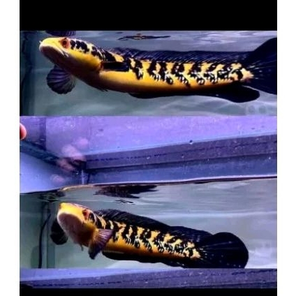 maru yellow sentarum