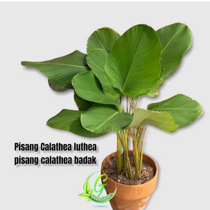 Tanaman Hias calathea pisang / Tanaman Calathea Bedak / Tanaman Calathea pisang Pisangan / Bunga Cal