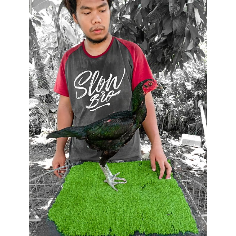 betina pakhoy lookthep brakot brutal - pakhoy full brakot - ayam plucker - ayam ganoi - ayam blockro