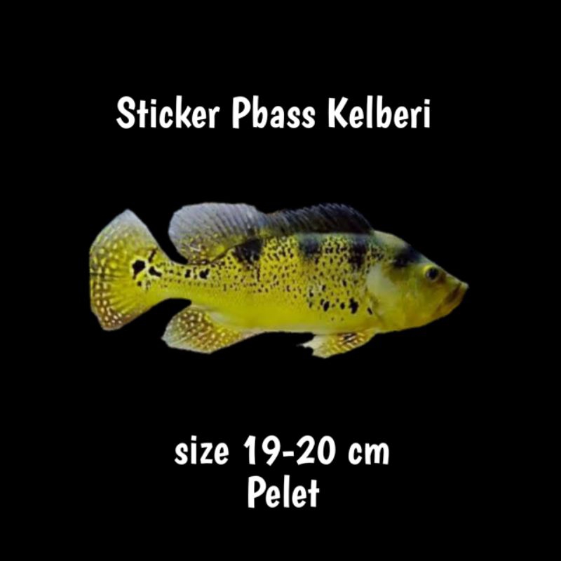 pbass kelberi