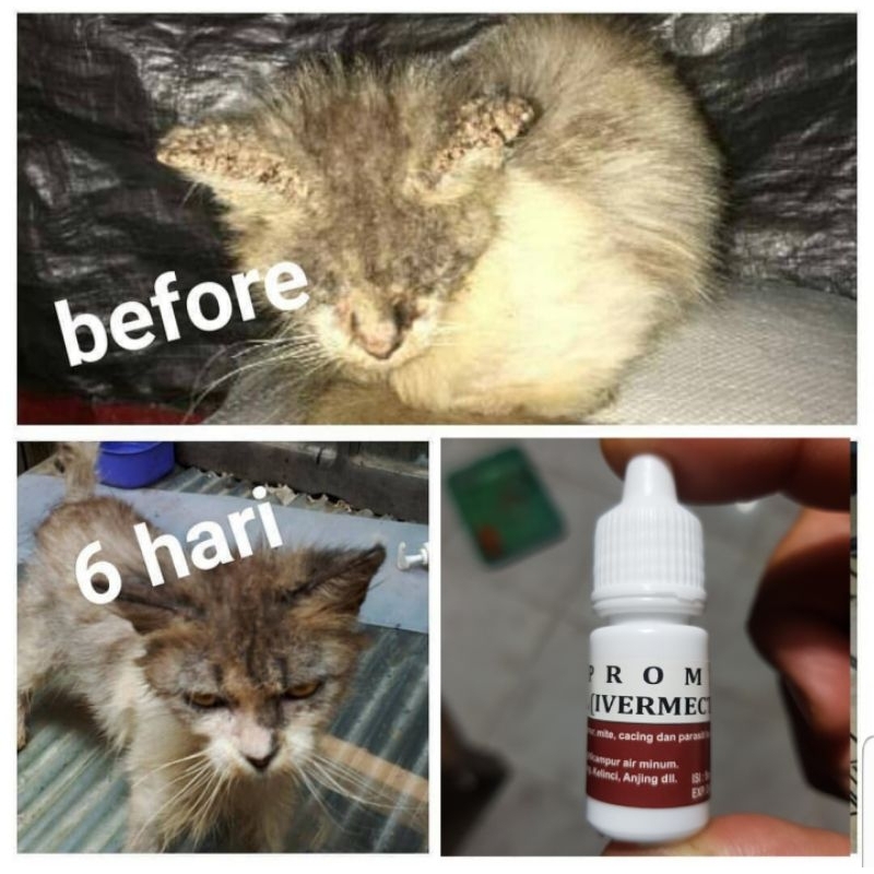 Obat Kucing Anjing Kelinci Jamur Cacing Gatal Koreng Scabies Ampuh Kepromec oral