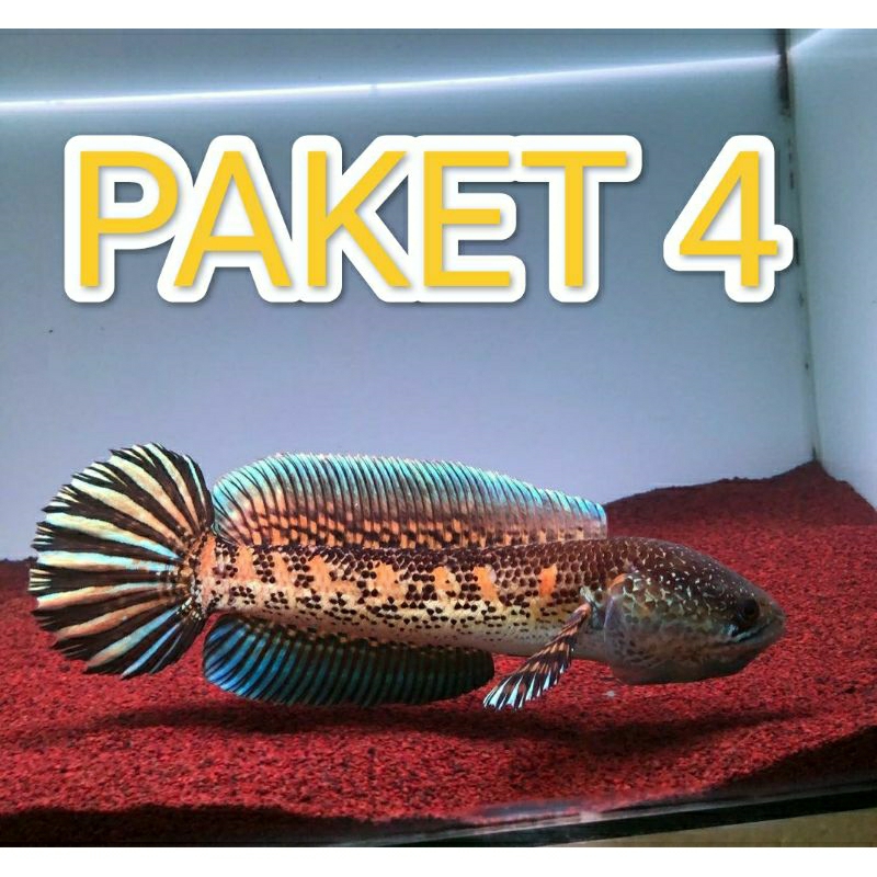 

Paket 4 Channa auranti gread A 4-5 cm