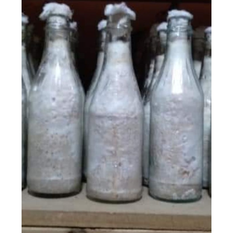 BIBIT JAMUR KUPING F2