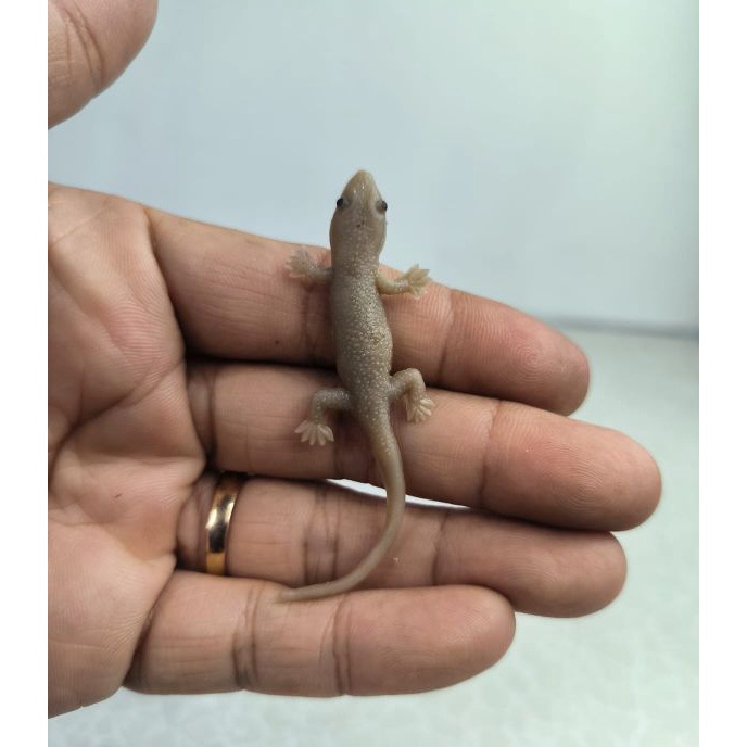 Kilat mainan anak cicak karet