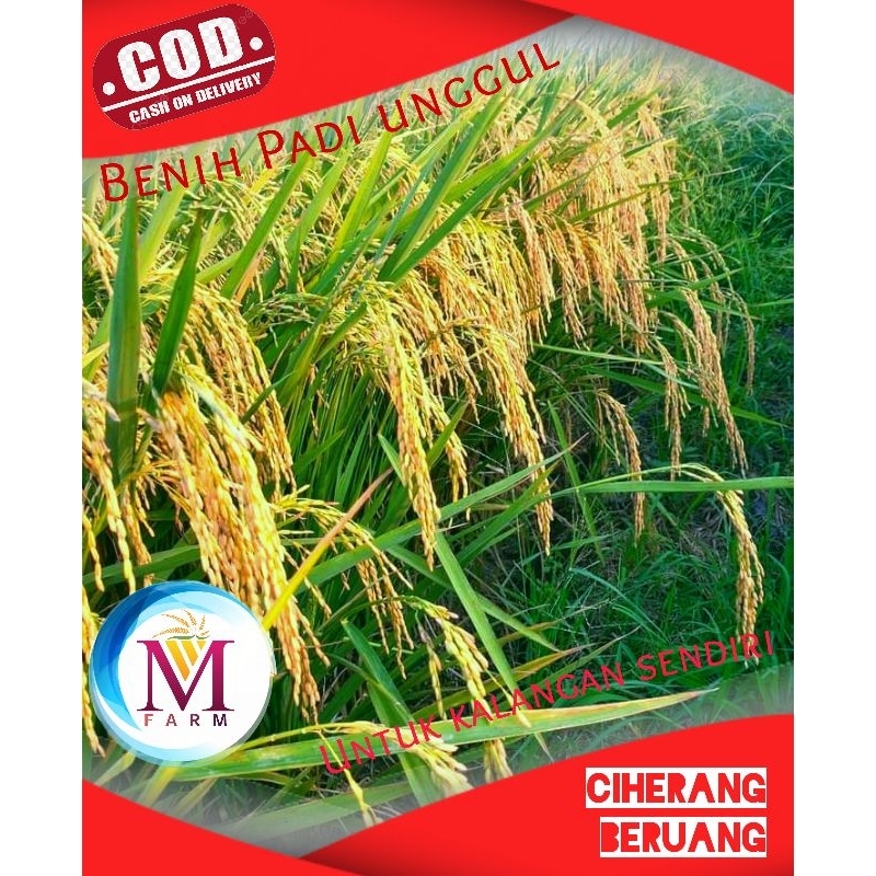 benih padi ciherang beruang 5kg