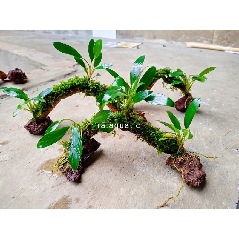 kayu aquascape full moss jembatan/ terowongan