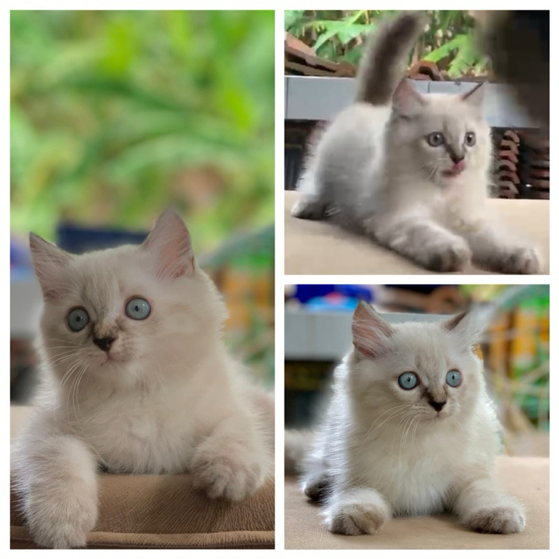 kitten Himalaya Jantan gemoy