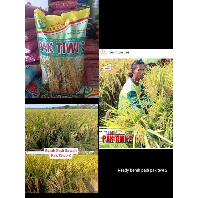 BENIH PADI PAK TIWI 2